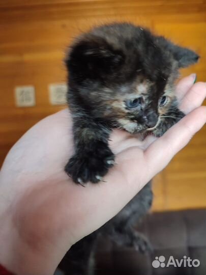 Котята в добрые руки бесплатно