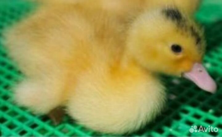 Утята бройлерные ск6 и Мулард