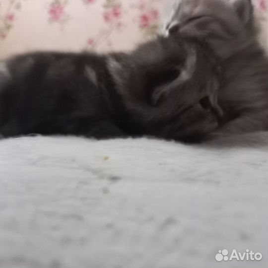 Британская кошка