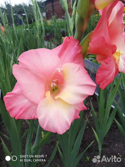 Гладиолусы на срез