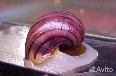 Ампулярии Розовые