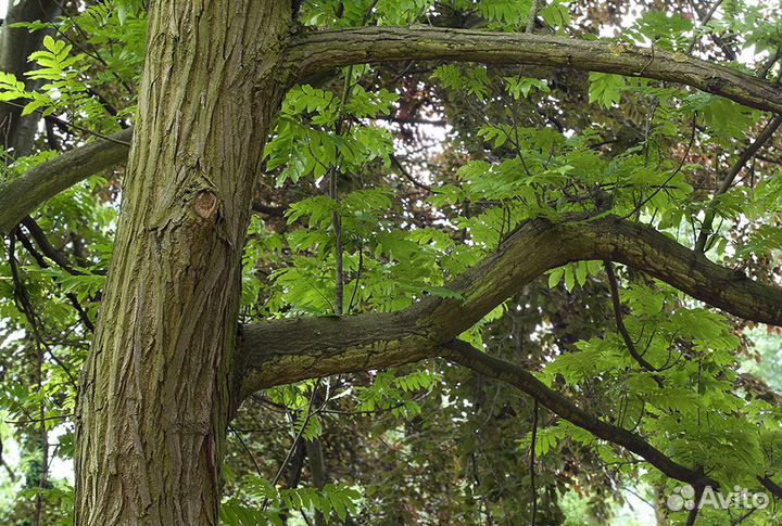 Птерокария Лапина Ясенелистная,семена