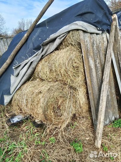 Сено люцерны в тюках