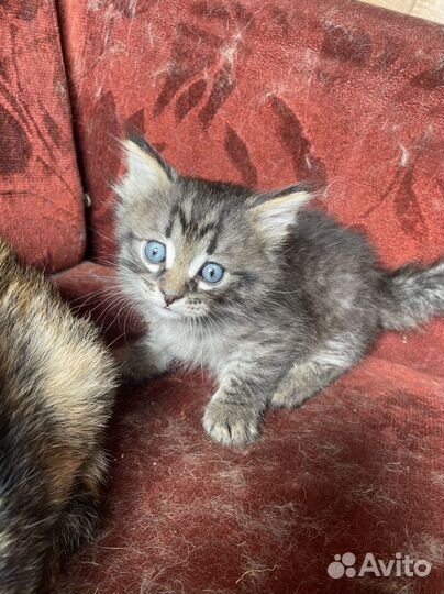 Кошка в дар