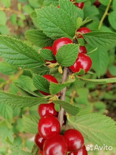Войлочная вишня, саженцы