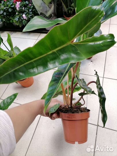 Филодендроны, Стрелиция Регина