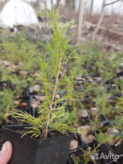 Можжевельник казацкий