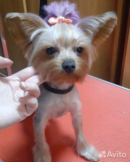 Стрижка, экс. линька собак и кошек