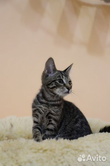 Котенок девочка ищет дом