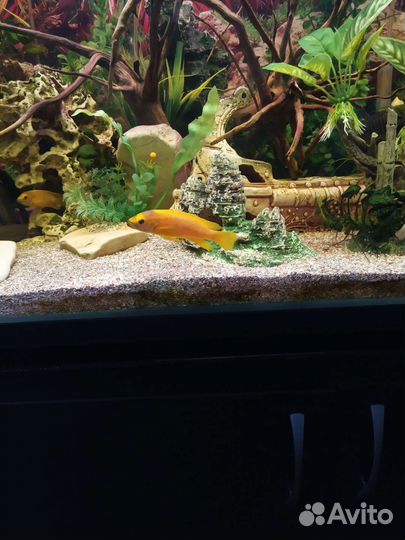 Цихлиды Танганьики