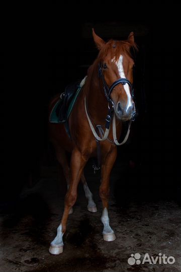 Фотосессии с лошадьми