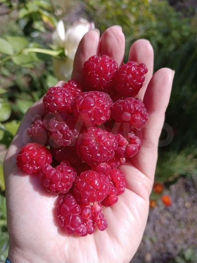 Дача 36 м² на участке 12 сот.