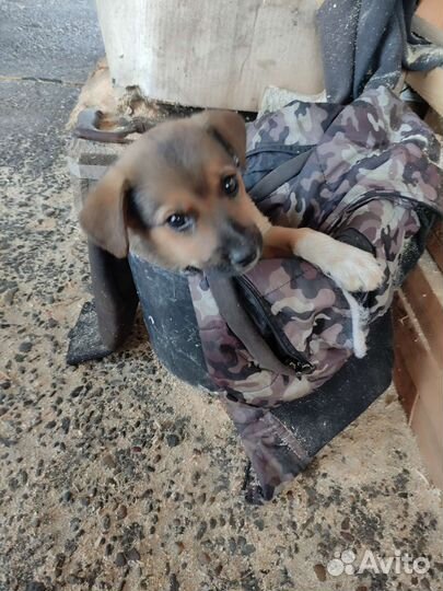 Щенки