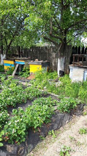 Ульи, лежаки