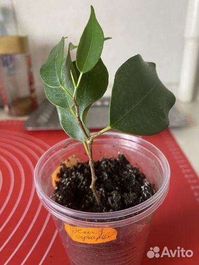 Комнатные цветы.бегония,пальма