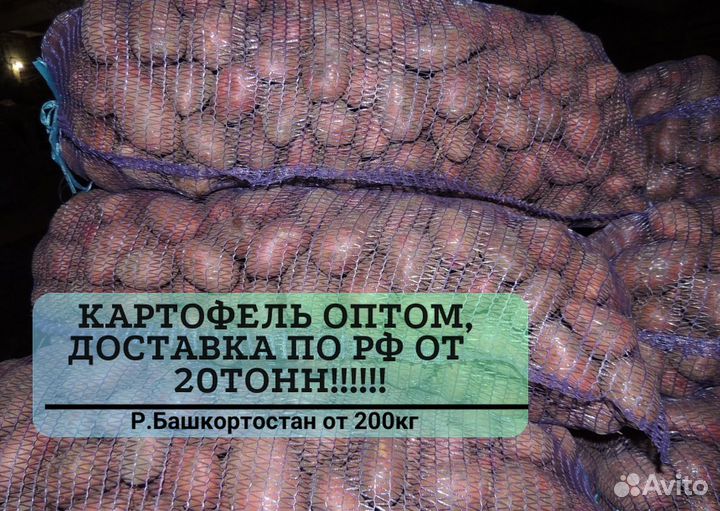 Картофель оптом от 20 тонн