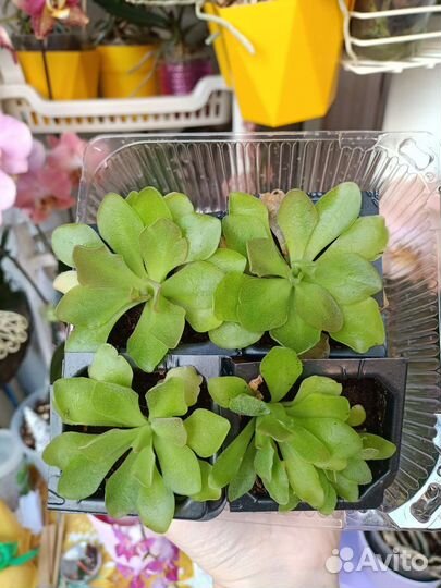 Хищные растения