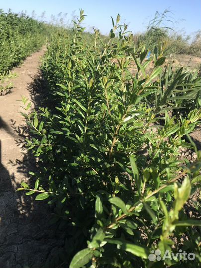 Саженцы декоративных растений