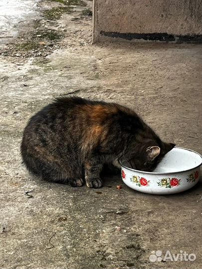 Эби - ласковая черепашка