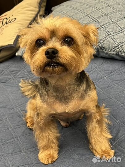 Йоркширский терьер вязка мальчик