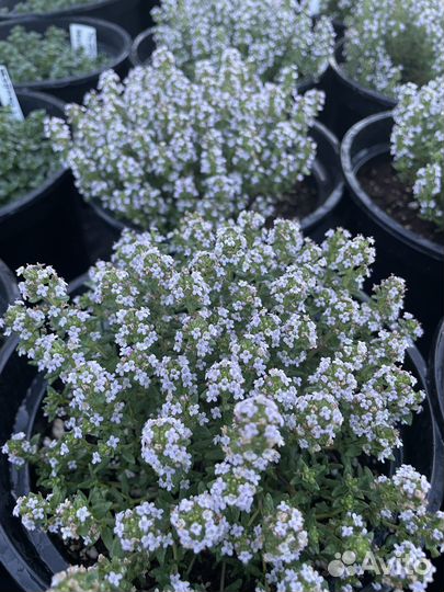 Пряные травы