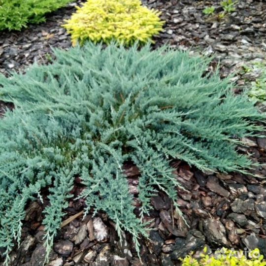 Можжевельники Блю Чип, принц Уэльский