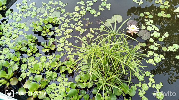 Гиацинт водный, пистия, роголистник