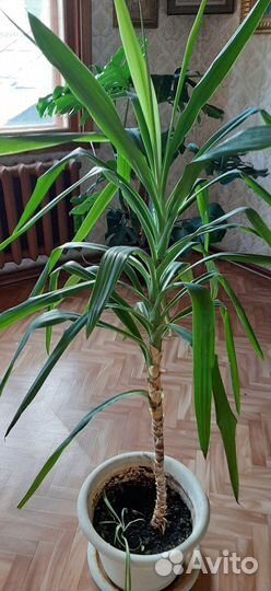 Цветы комнатные- монстера,юкка