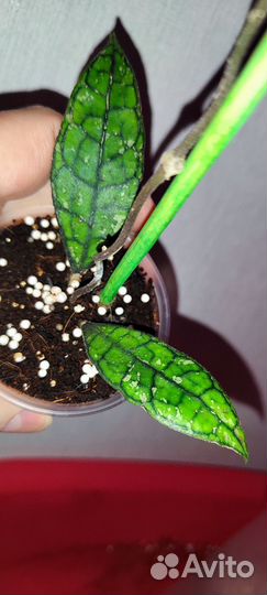 Хойя finlaysonii black splash