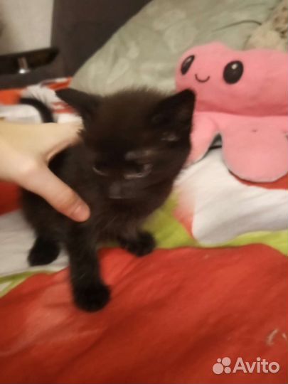 Отдам в котят в добрые руки