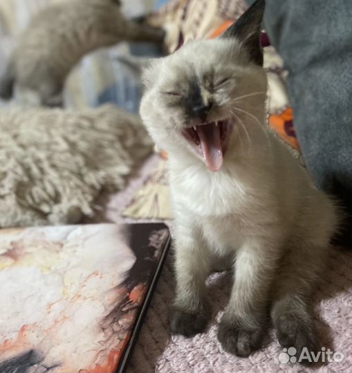 Продам сиамского котенка (девочка)