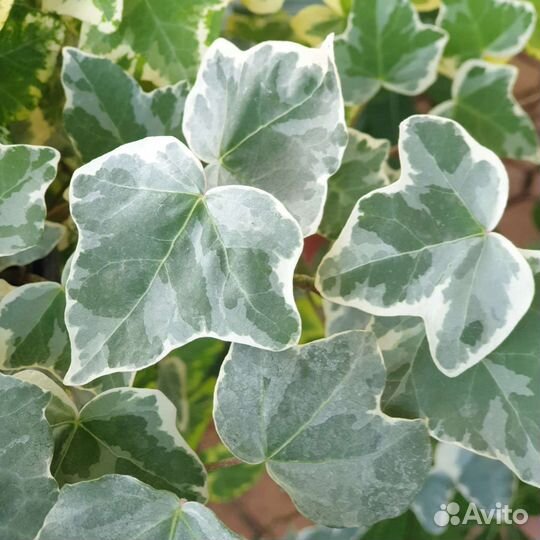 Хедера(плющ) 10 разных сортов