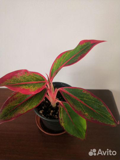 Аглаонема Крит