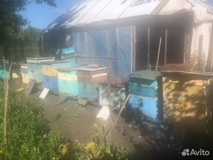Продается пасека, вместе с пчелами,медом и ульями