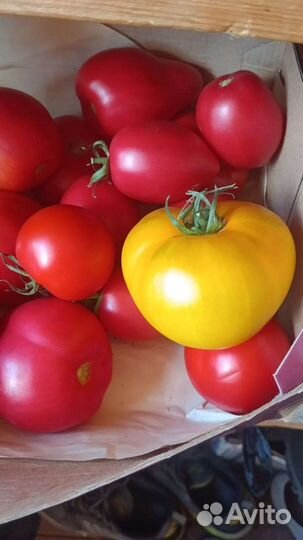 Помидоры свежие домашние