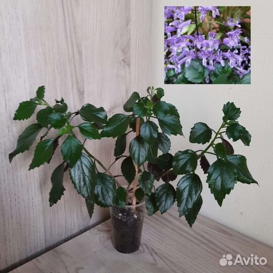 Комнатные цветы 39