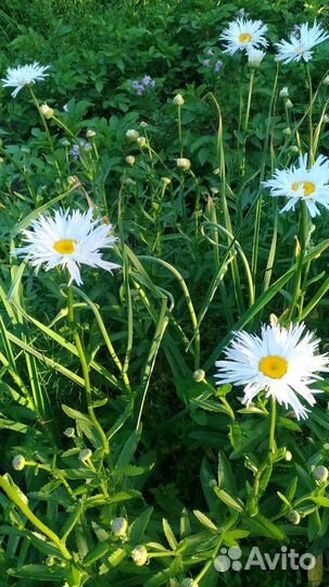 Ромашка Крейзи Дейзи