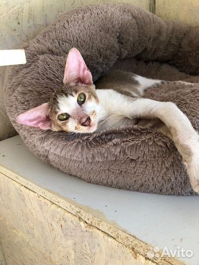 Ориентальная кошка в добрые руки