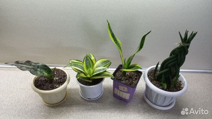 Сансевиерия