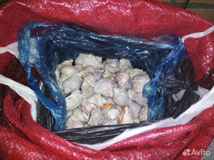 Ракушки морские (рапаны)