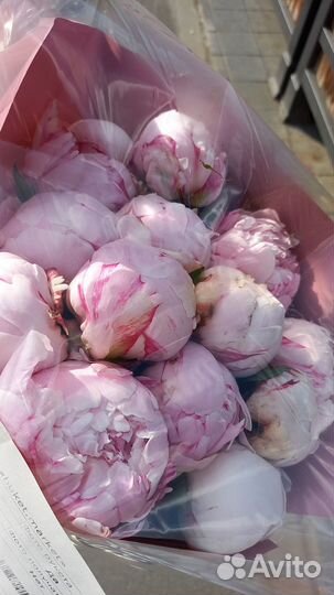 Мобильная фотосессия