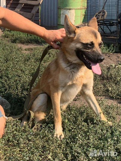 Бельгийская овчарка помесь