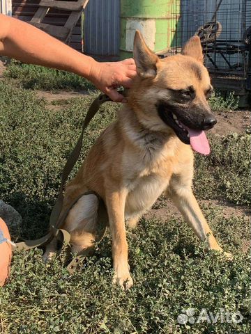 Бельгийская овчарка помесь