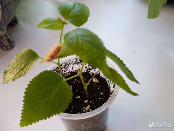 Акалифа лисий хвост