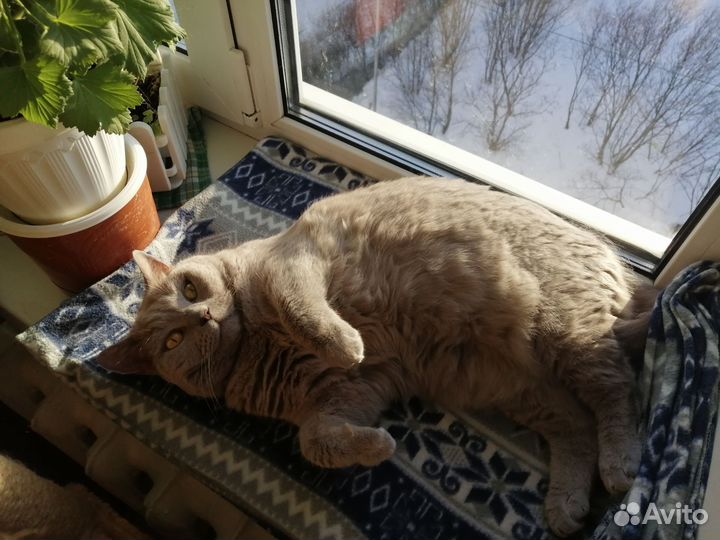 Кошка в дар бесплатно