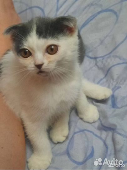 Кот бесплатно