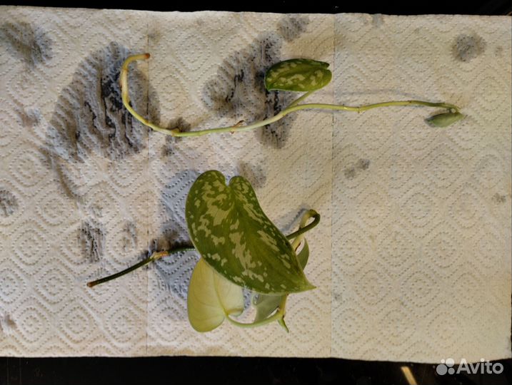 Комнатные растения, ростки