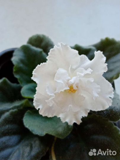 Фиалка белая цветущая