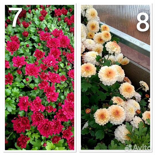 Хризантемы мультифлора