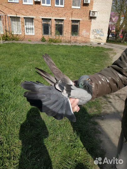 Голуби бабочки